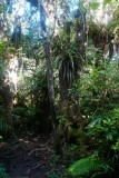 La Reunion copyright piotr nogal 20191218_080716 La Reunion copyright piotr nogal 20191218_080716