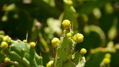 Madagaskar copyright piotr nogal 20190930_104214