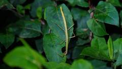 Madagaskar copyright piotr nogal 20191002_181541