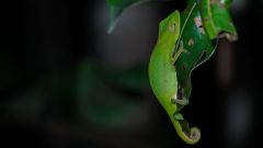 Madagaskar copyright piotr nogal 20191002_192311