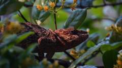 Madagaskar copyright piotr nogal 20191003_070325