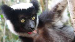 Madagaskar copyright piotr nogal 20191003_085042