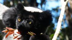 Madagaskar copyright piotr nogal 20191003_085336
