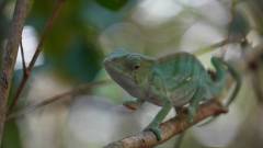 Madagaskar copyright piotr nogal 20191003_101231