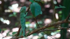 Madagaskar copyright piotr nogal 20191003_101413