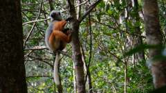 Madagaskar copyright piotr nogal 20191004_080152