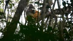 Madagaskar copyright piotr nogal 20191004_080352