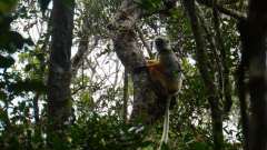 Madagaskar copyright piotr nogal 20191004_080809