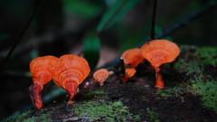 Madagaskar copyright piotr nogal 20191004_094841
