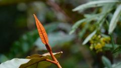 Madagaskar copyright piotr nogal 20191004_104515