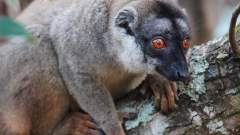 Madagaskar copyright piotr nogal 20191004_163455