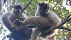 Madagaskar copyright piotr nogal 20191004_163604