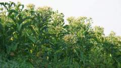 Madagaskar copyright piotr nogal 20191012_065953