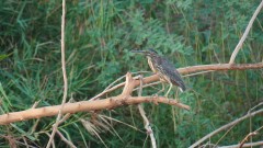 Madagaskar copyright piotr nogal 20191012_071526