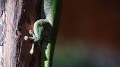 Madagaskar copyright piotr nogal 20191013_070106