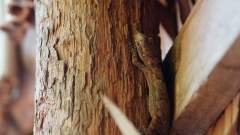 Madagaskar copyright piotr nogal 20191013_071309