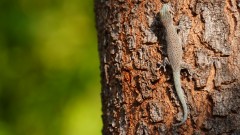 Madagaskar copyright piotr nogal 20191013_072817