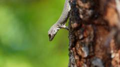 Madagaskar copyright piotr nogal 20191013_072853