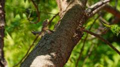 Madagaskar copyright piotr nogal 20191013_081857