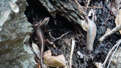 Madagaskar copyright piotr nogal 20191013_101630