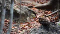 Madagaskar copyright piotr nogal 20191013_103322