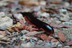 Madagaskar copyright piotr nogal 20191013_113507