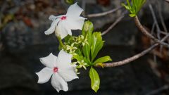 Madagaskar copyright piotr nogal 20191013_122451