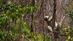 Madagaskar copyright piotr nogal 20191013_124828