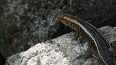 Madagaskar copyright piotr nogal 20191013_140618