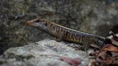 Madagaskar copyright piotr nogal 20191013_140707