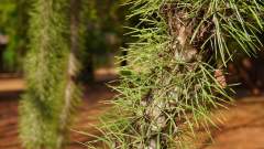 Madagaskar copyright piotr nogal 20191013_155651