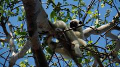 Madagaskar copyright piotr nogal 20191014_082359