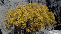 Madagaskar copyright piotr nogal 20191014_095651