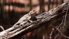 Madagaskar copyright piotr nogal 20191014_113212