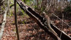 Madagaskar copyright piotr nogal 20191014_113427