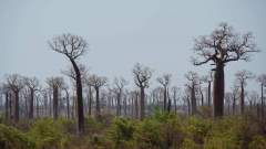 Madagaskar copyright piotr nogal 20191015_142107