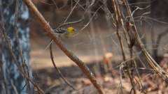 Madagaskar copyright piotr nogal 20191015_160716