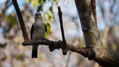 Madagaskar copyright piotr nogal 20191015_161111