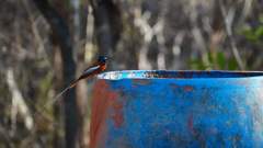 Madagaskar copyright piotr nogal 20191015_161800