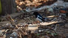 Madagaskar copyright piotr nogal 20191015_162359