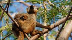 Madagaskar copyright piotr nogal 20191015_163243