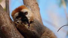 Madagaskar copyright piotr nogal 20191015_163337