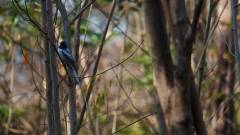 Madagaskar copyright piotr nogal 20191016_065914