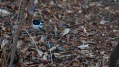 Madagaskar copyright piotr nogal 20191016_065950