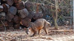 Madagaskar copyright piotr nogal 20191016_071137