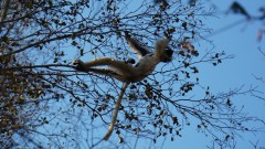 Madagaskar copyright piotr nogal 20191016_074113