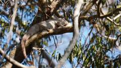 Madagaskar copyright piotr nogal 20191016_075255