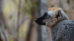 Madagaskar copyright piotr nogal 20191016_080404