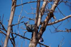 Madagaskar copyright piotr nogal 20191016_085750