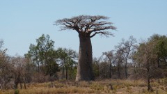 Madagaskar copyright piotr nogal 20191016_103404